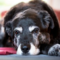 Stress In Dogs: How Do You Know If Your Dog Is Stressed!!